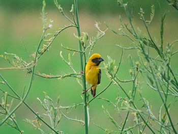 Bird perching on branch