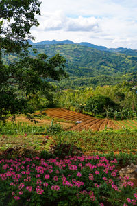 Scenic view of flowering plants on field against sky