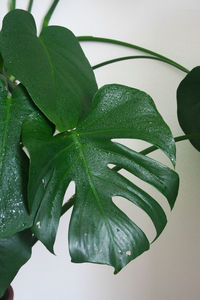 Close-up of wet leaves