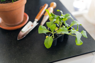 High angle view of potted plant on table