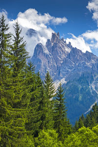 Scenic view of pine trees against sky