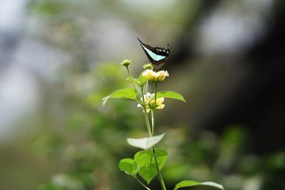 Close-up of insect on flower