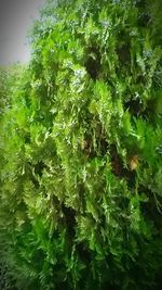 Plants growing on a tree