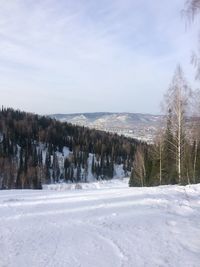 Trees on snow covered land against sky