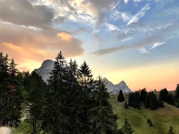 Scenic view of pine trees against sky during sunset