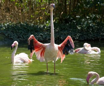 View of birds in lake
