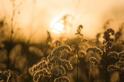 Close-up of dried plant on field