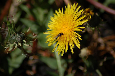 Close-up of insect on yellow flower