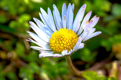 Close-up of white flower