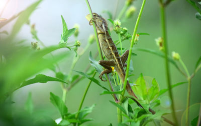 Close-up of butterfly on plant