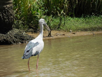 Bird in lake against blurred background