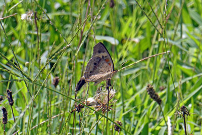 Butterfly perching on a plant