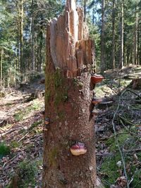 Mushroom growing on tree trunk in forest