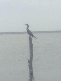 Bird perching on sea against sky