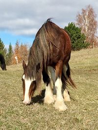 Horses grazing on field against sky