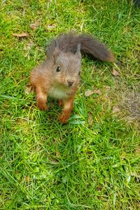 High angle view of squirrel on field