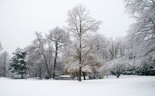 Trees against sky during winter