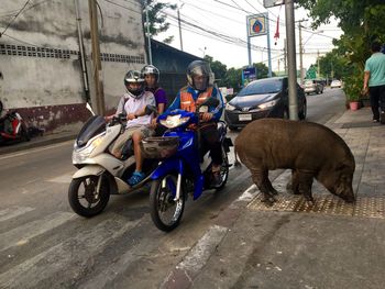 People riding motorcycle on street in city