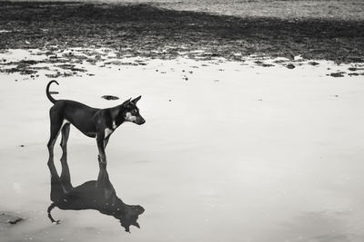 Dog standing in a water