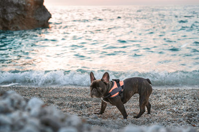 French bulldog dog running on the beach