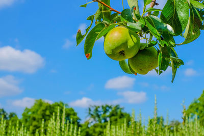 Close-up of fruits growing on tree against sky