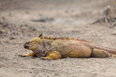 View of crab on sand