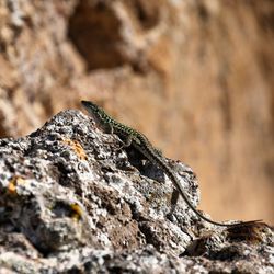 Close-up of lizard on rock