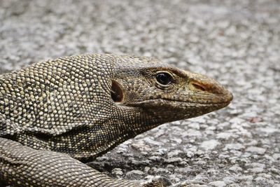 Close-up of monitor lizard on land