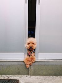 High angle view of poodle amidst door