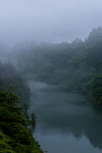 Scenic view of river amidst trees against sky