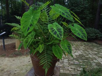 Close-up of plant