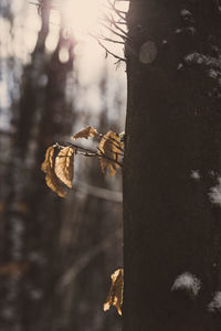 Close-up of dry leaf hanging on tree trunk in forest