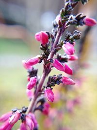 Close-up of pink flowers against blurred background