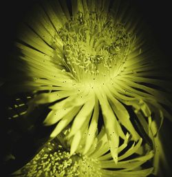 Close-up of flower in water