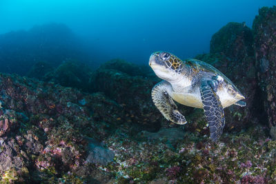 Green sea turtle swimming in hachijojima