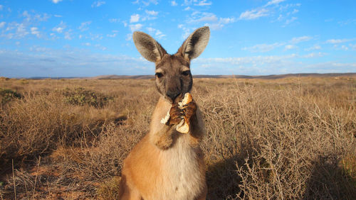 Portrait of giraffe on field against sky