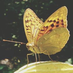 Close-up of butterfly perching on leaf