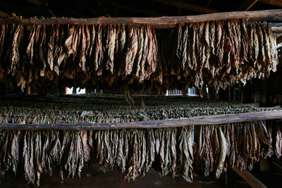 Dry leaves hanging on wood