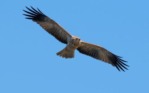 Low angle view of eagle flying against clear blue sky