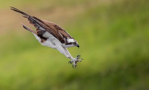 Close-up of osprey flying in mid-air