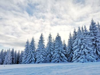 Pine trees on snow covered land against sky