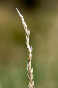 Close-up of wilted plant