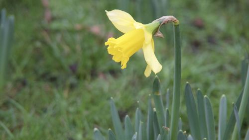 Close-up of yellow flower