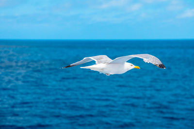 Seagull flying over sea against sky