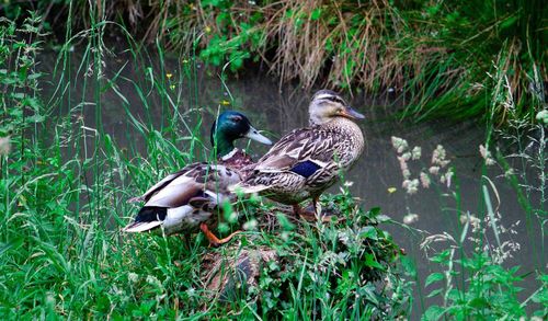 Mallard duck