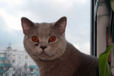 Close-up portrait of a cat