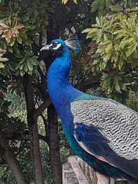 Close-up of peacock perching on tree