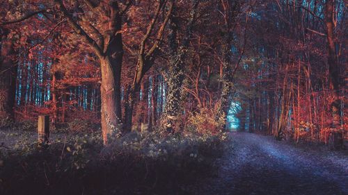 Illuminated trees at night