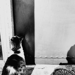 Cat looking away against wall