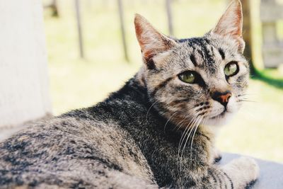 Close-up portrait of cat